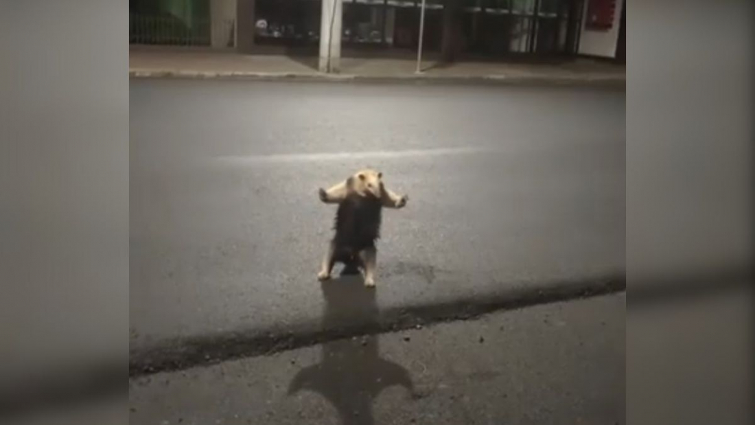 Em SC: tamanduá é flagrado atravessando a rua e ‘pede calma’