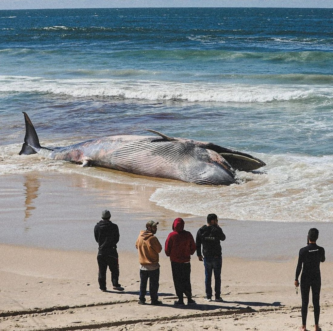 Baleia-de-Bryde morta é encontrada encalhada na Praia do Rosa