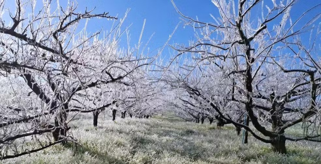 Mais de 20 cidades de SC amanhecem com temperaturas negativas