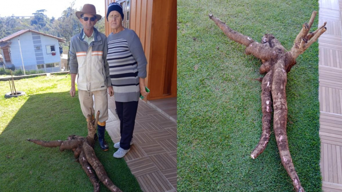 Família de SC colhe aipim 'gigante' de 37 quilos: 'Uma surpresa'