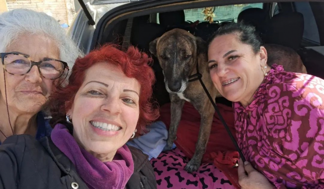 Novo lar: cachorro que aguardava tutor falecido em frente ao hospital é adotado