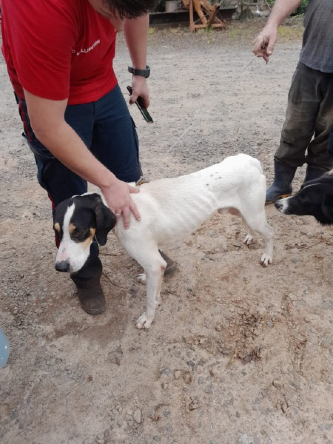 SC: cachorro que caiu de paredão de 70 metros é resgatado pelos Bombeiros