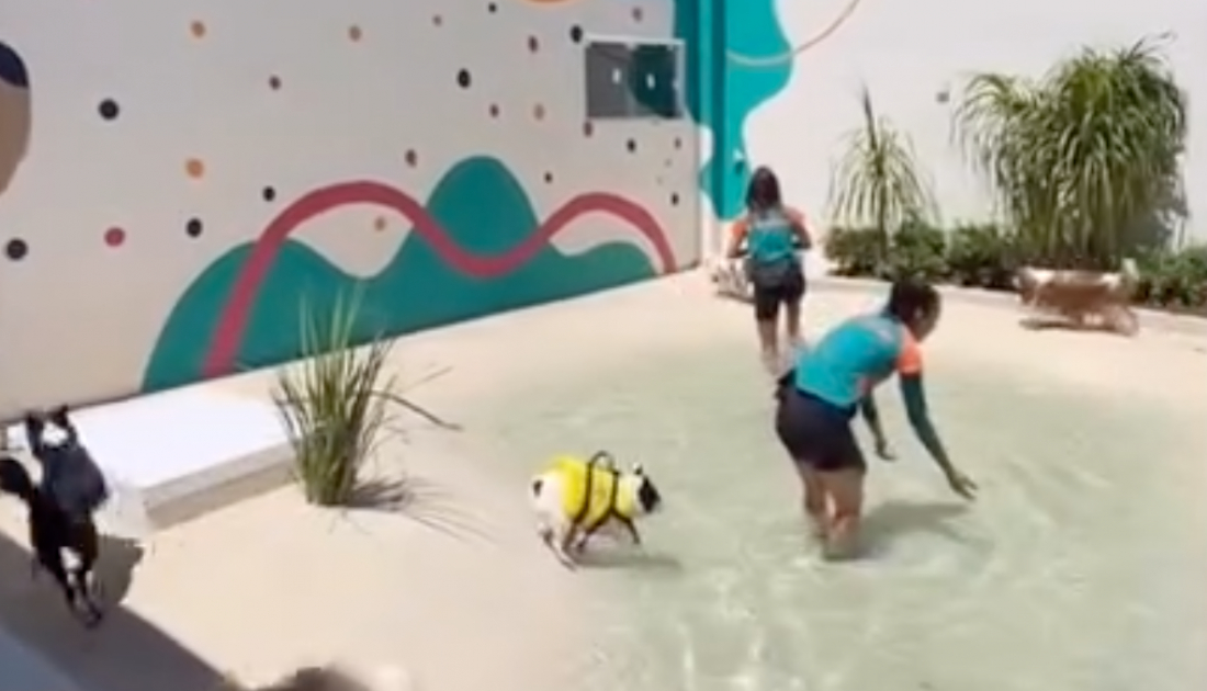 Primeira praia artificial para cães no Brasil fica em SC; veja vídeo