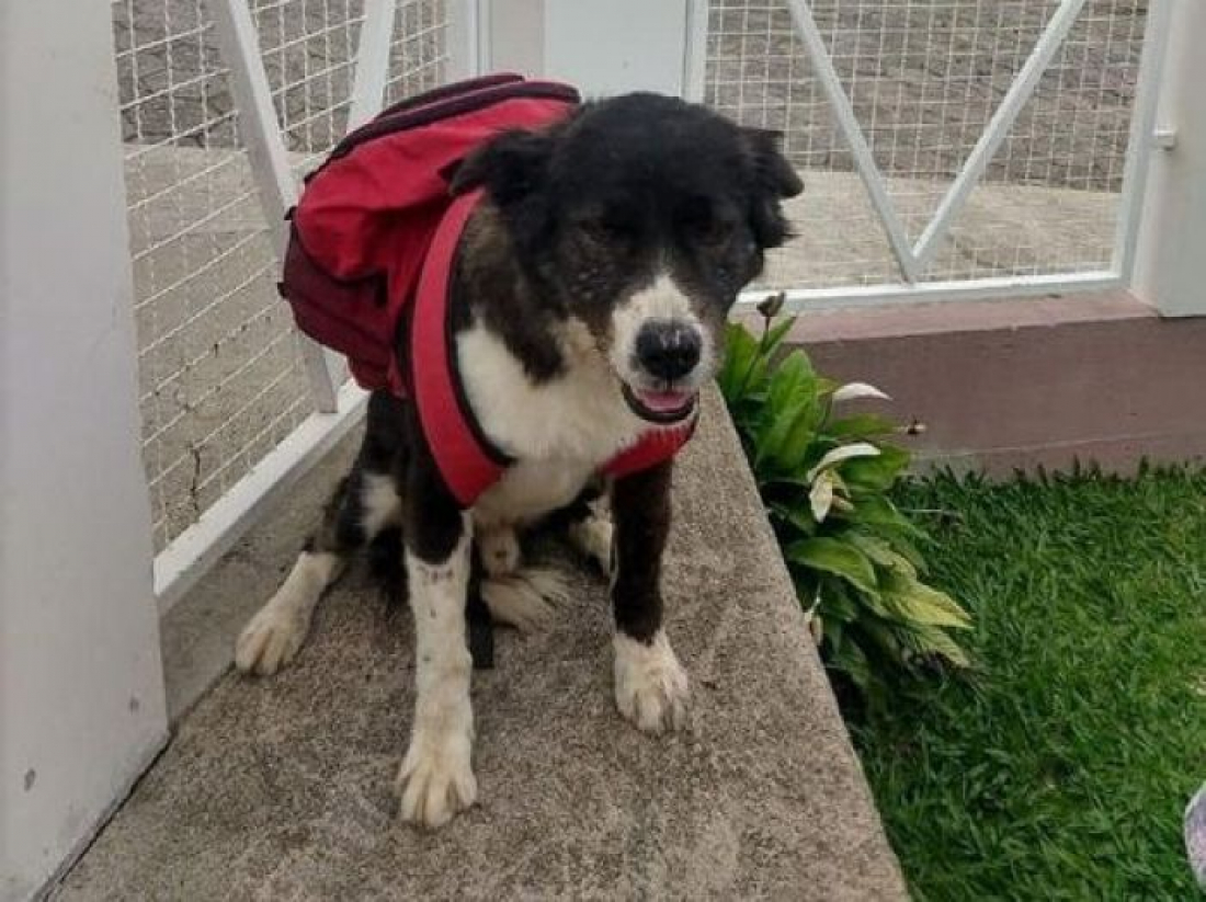 Cachorro da comunidade, Arino é levado do bairro Monte Castelo em Tubarão