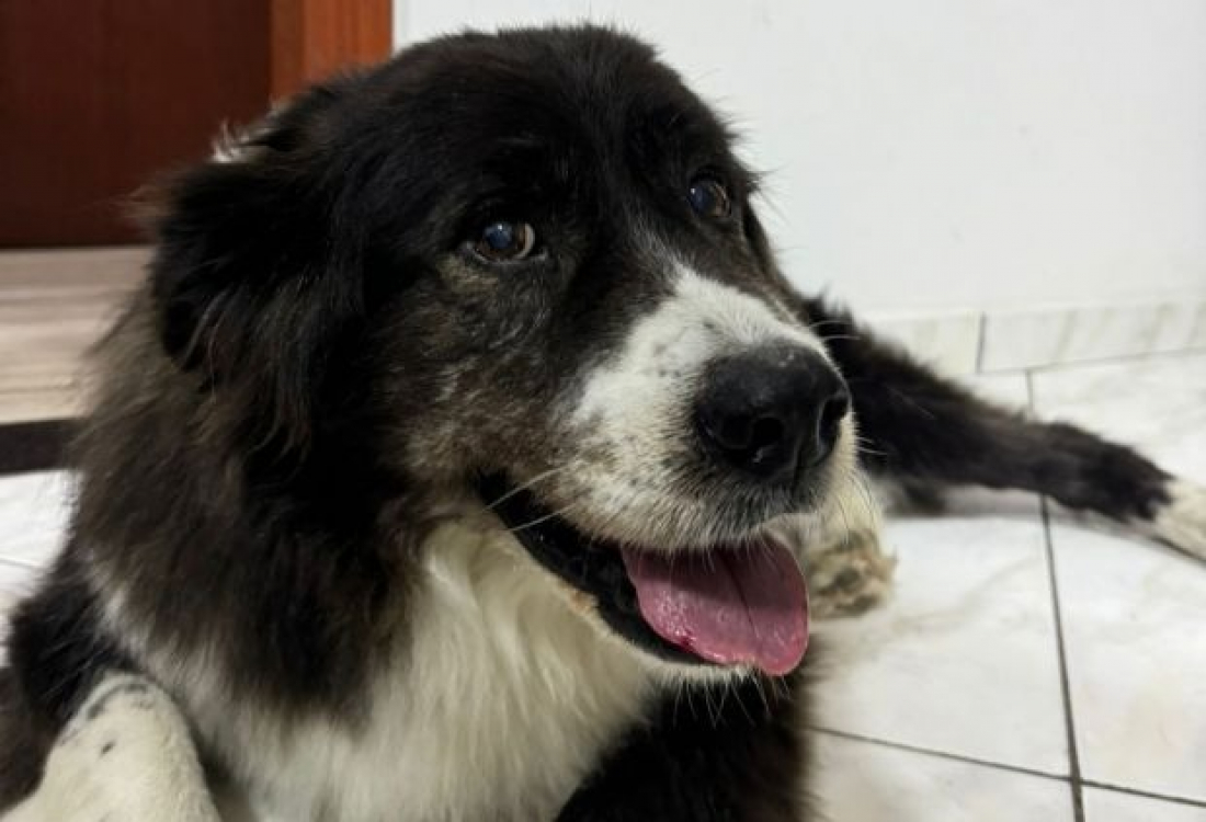 Cãozinho Arino, levado do bairro Monte Castelo, é recuperado após pressão policial em Criciúma