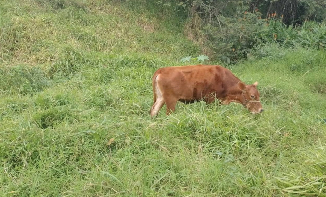 Vaca de estimação 'Belinha' é furtada e família de Tubarão faz apelo para que devolvam: 'Meus netos estão muito tristes'