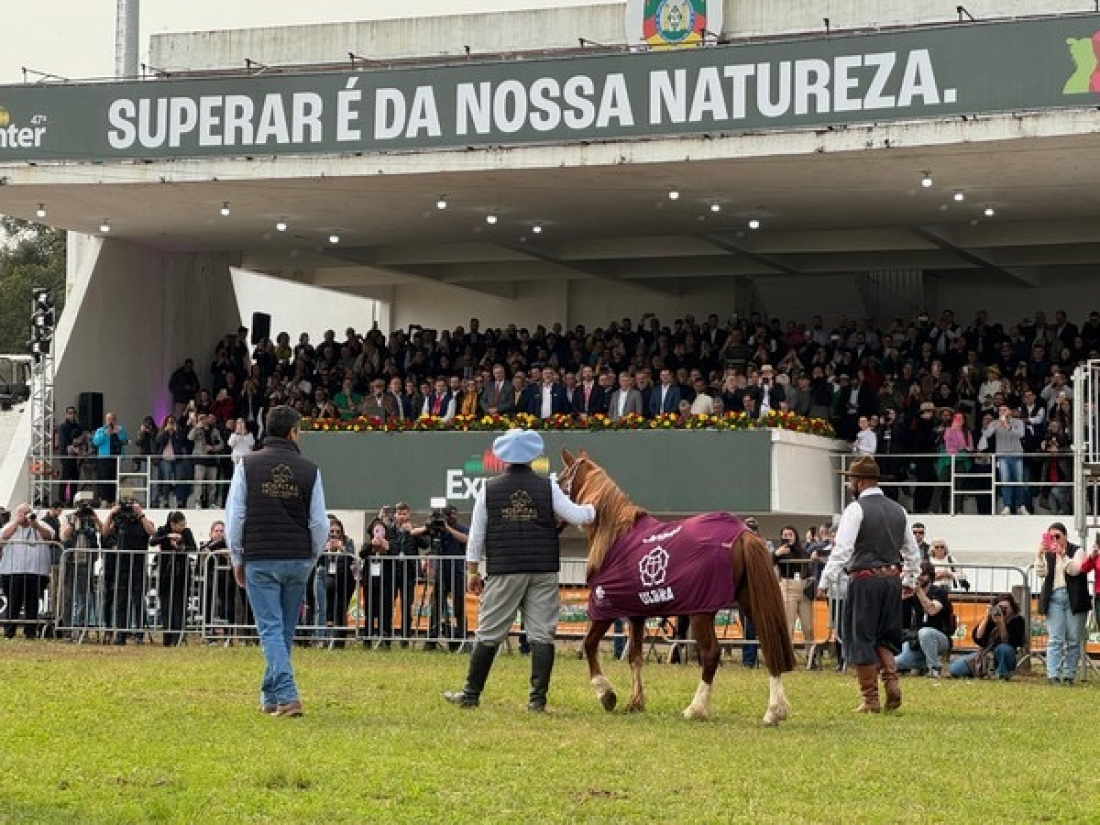 Resgatado na enchente, cavalo Caramelo é aplaudido em feira agrícola no RS