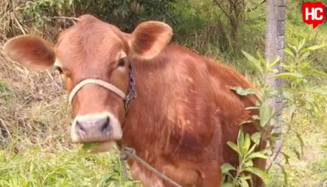 Após post do HC, família de Tubarão recupera vaca de estimação 'Belinha'