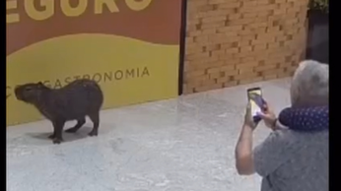 (Vídeo) Capivara entra, 'passeia' e 'posa para foto' em aeroporto de SC
