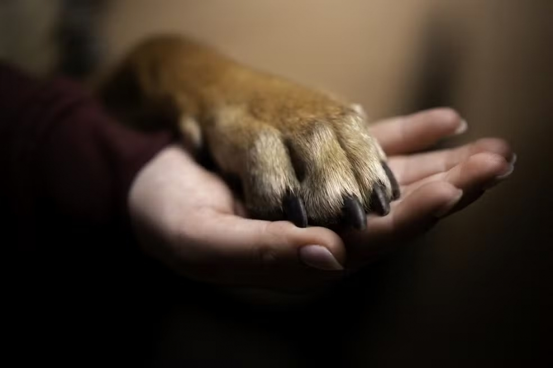 Brasil: após divórcio, cachorro recebe direito a pensão alimentícia