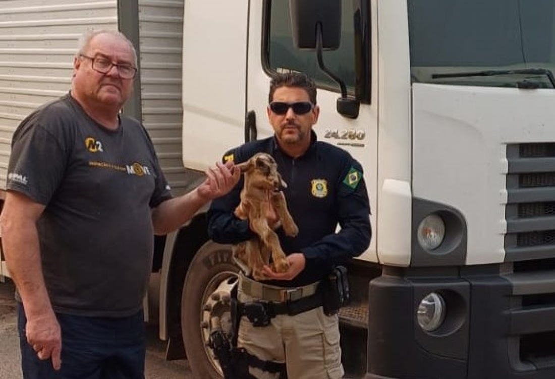 PRF resgata cabrito recém-nascido na BR-101 em Tubarão