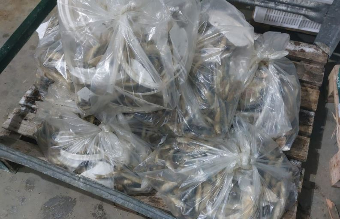 35 toneladas de pescado impróprio para consumo são apreendidas em Laguna