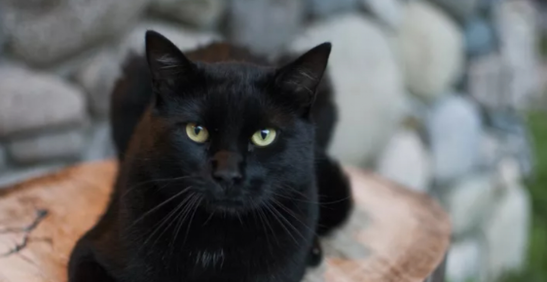 Superstições e maus-tratos com gatos pretos podem dar cadeia; veja como proteger seu bichano