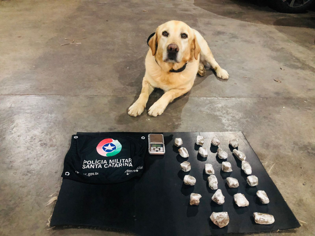 SC: cão Marley auxilia Polícia Militar na apreensão de drogas