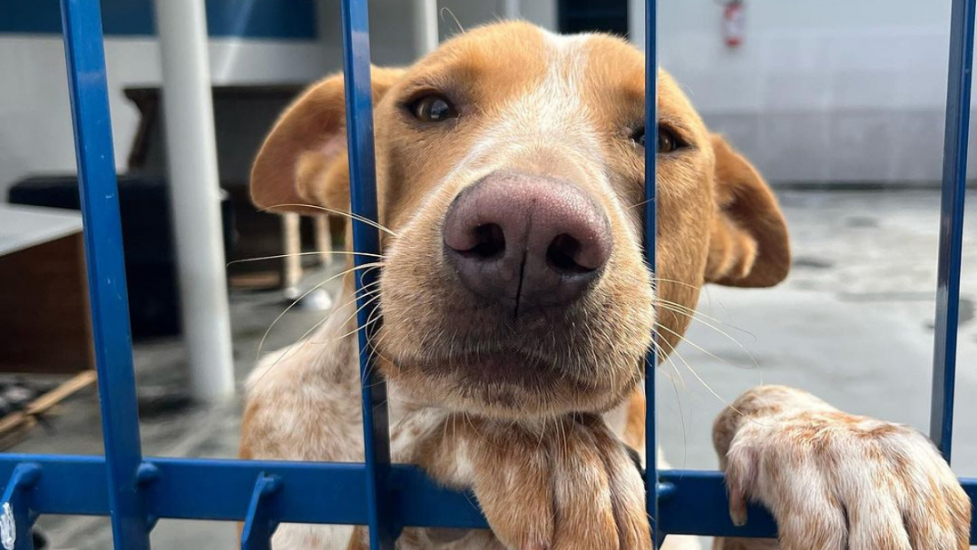 SC lança programa para castrar 80 mil animais com investimento de R$ 17 milhões