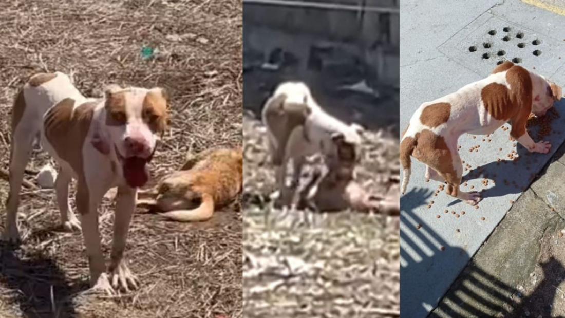 Pitbull desnutrido foge de casa e mata cachorro de rua em SC