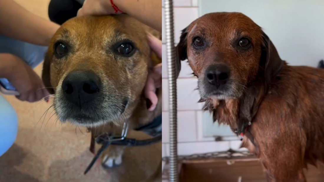 Cão Barthô, sobrevivente das enchentes no RS, é adotado após trote cruel