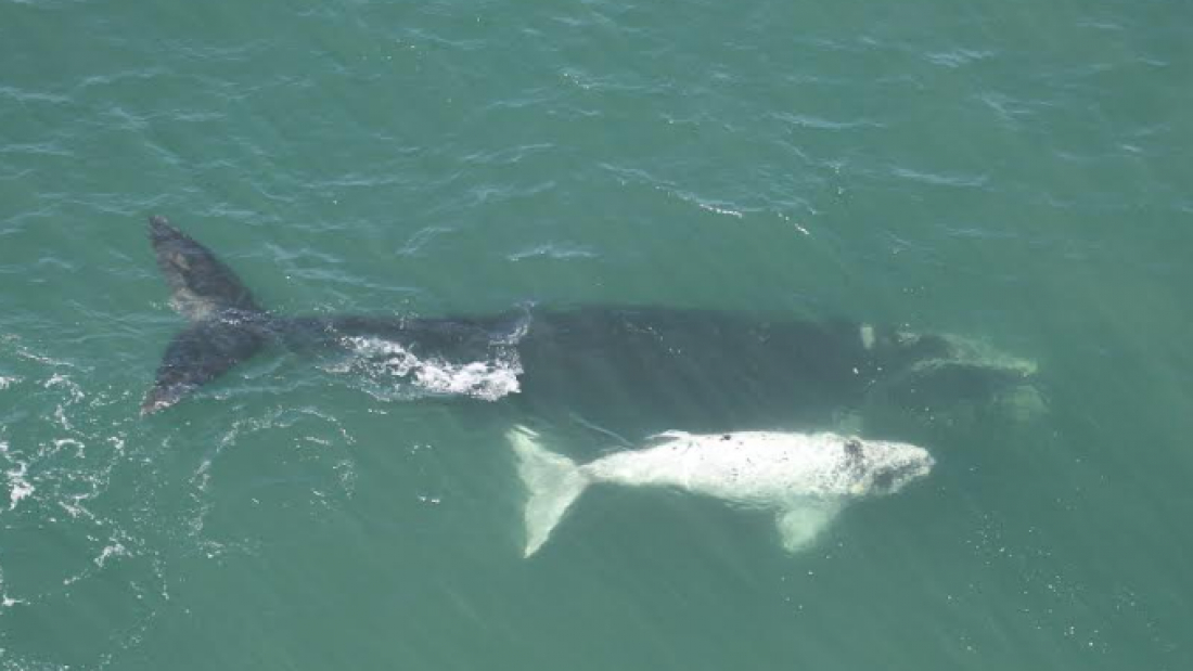 Sobrevoo científico registra 216 baleias-francas entre SC e RS