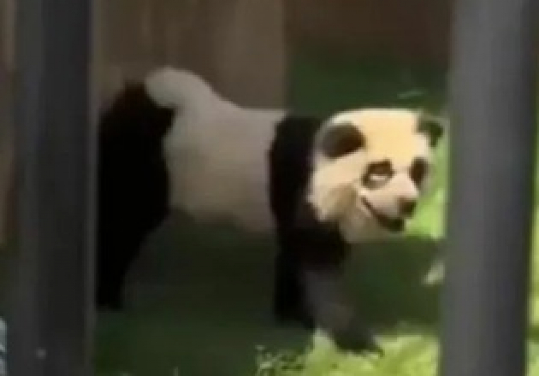 Mundo: visitantes pedem dinheiro de volta ao ouvirem ‘panda’ latindo em zoológico