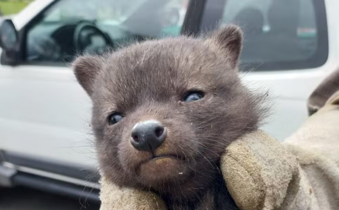 Filhote de cachorro-do-mato é resgatado na rua após queda de barranco em SC