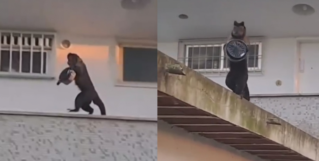 Brasil: macaco furta bolo em apartamento no Rio de Janeiro 