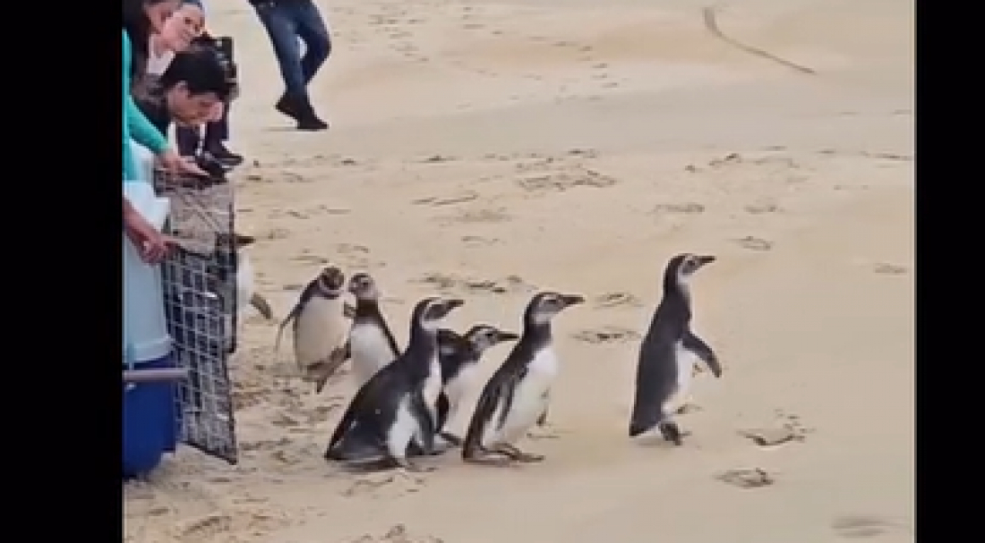 (Vídeo) Pinguins reabilitados são soltos no mar de SC após resgate