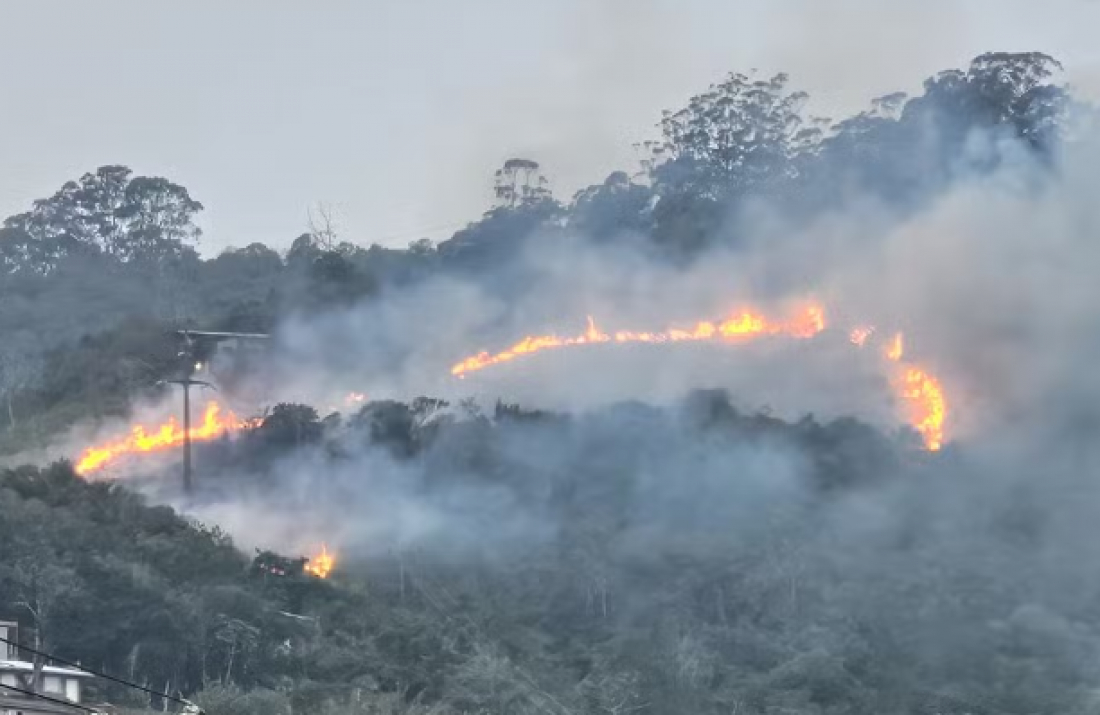 Polícia descobre causa de incêndio que destruiu 23 km² de mata em Florianópolis e indicia responsável