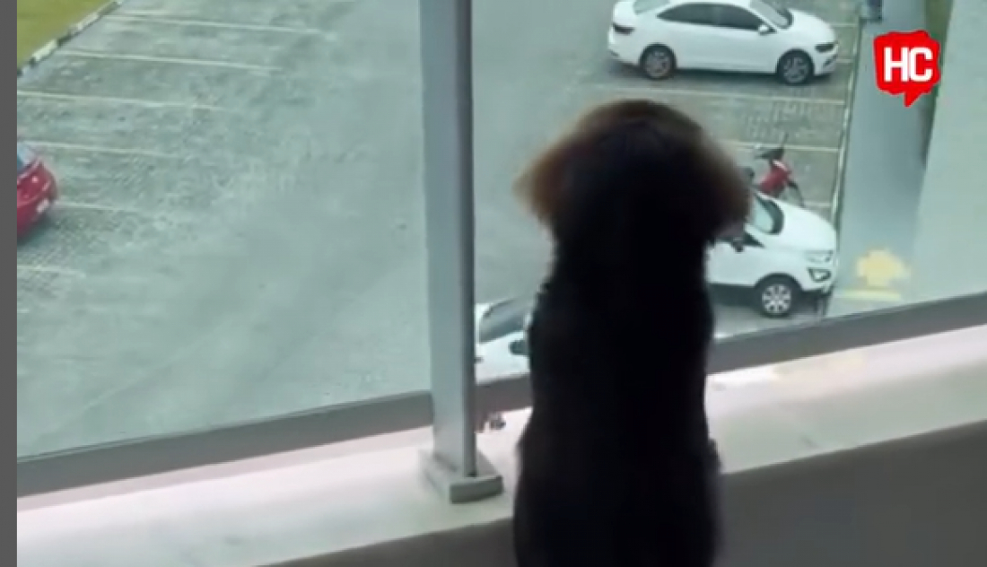 (Vídeo) Jovem viraliza após 'perder' cachorros para o namorado: 'vou ter que adotar um terceiro?'