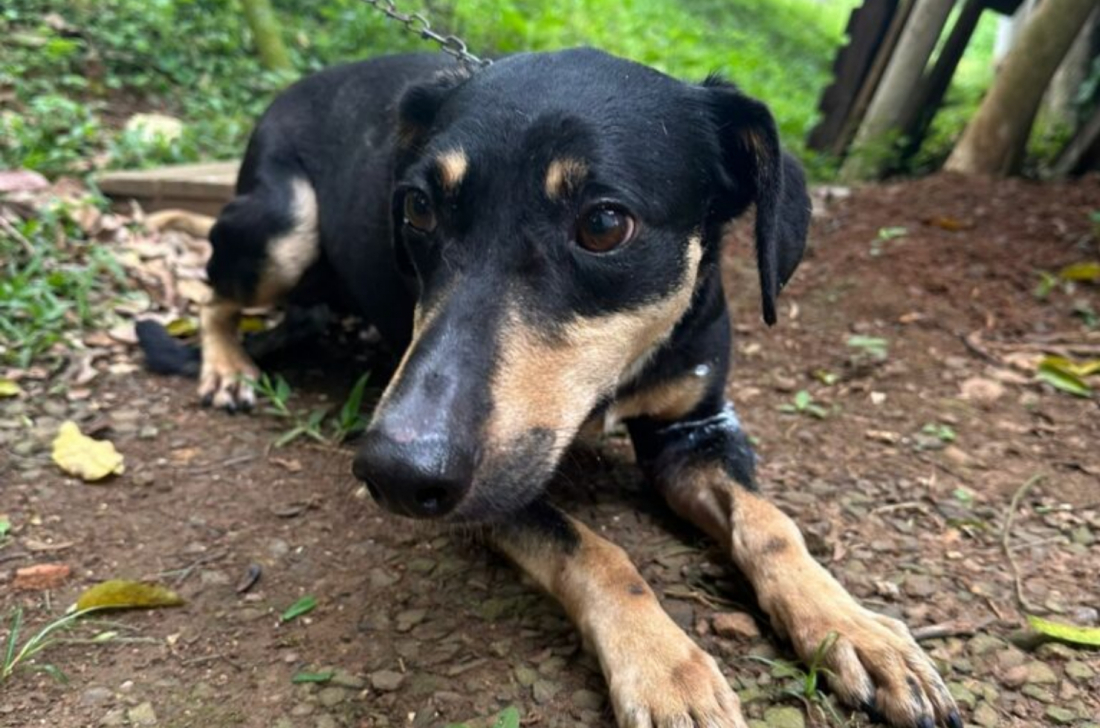 Prefeitura de Tubarão cria área para adoção de animais em seu site