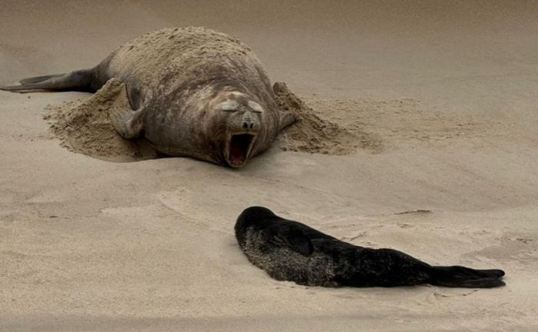 Elefante-marinho dá à luz em praia de Garopaba pela primeira vez no Brasil