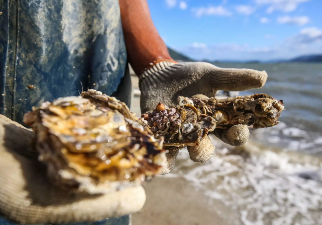 Governo de SC libera linha de crédito emergencial para maricultores afetados pela maré vermelha