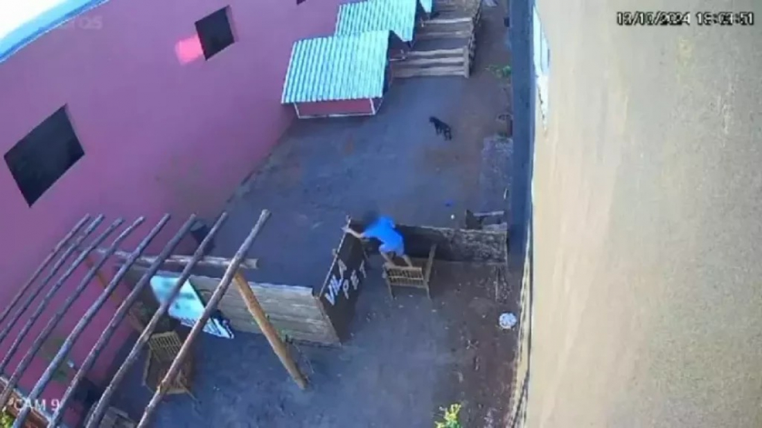 Brasil: menino de 9 anos invade hospital veterinário e esquarteja mais de 20 animais