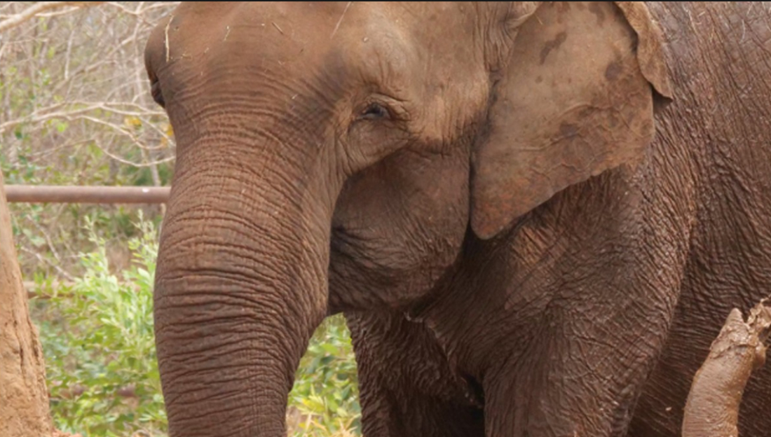 O futuro incerto de Baby, a elefanta à espera de um lar após fechamento de zoo do Beto Carrero