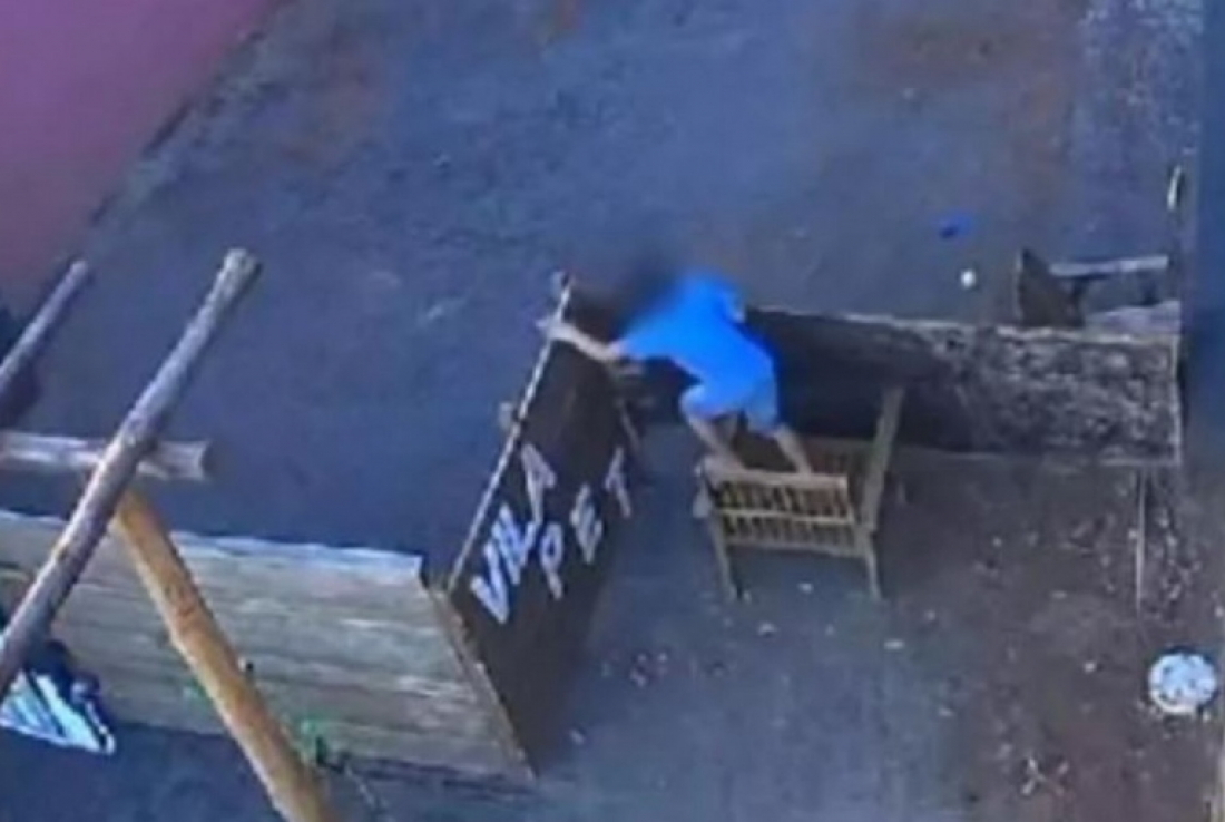 Criança que matou 23 animais não responderá criminalmente; veja tudo que se sabe sobre o caso