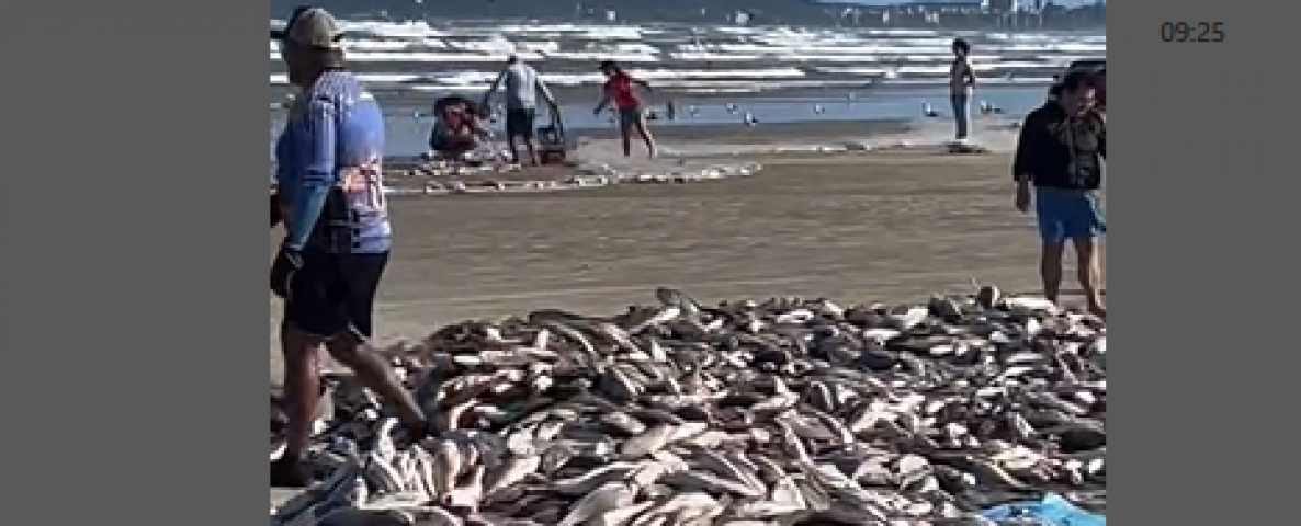 (Vídeo) Cerca de uma tonelada de corvina é pescada na Praia do Gi, em Laguna