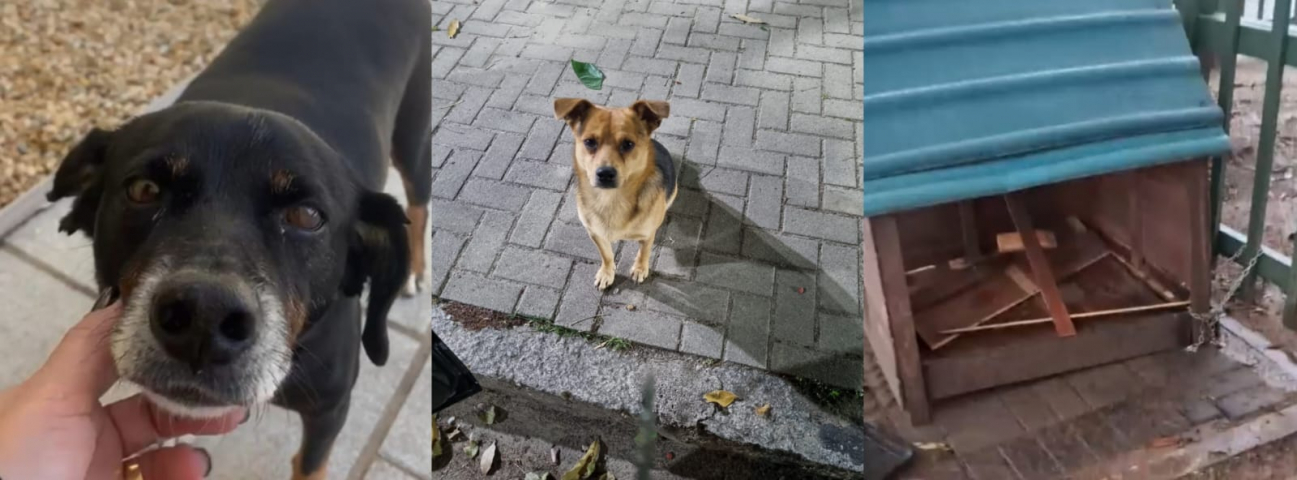 Casinhas de cães comunitários são vandalizadas na Praça do antigo Angeloni