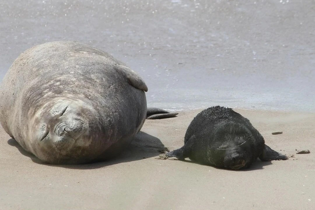 Elefante-marinho está com cordão umbilical cicatrizado após filhote nascer há dez dias