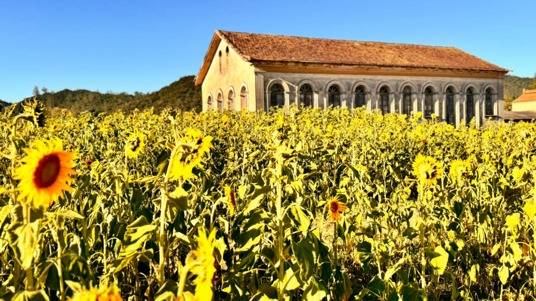 Campo de girassóis volta a florir em Pedras Grandes