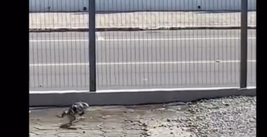 (Vídeo) Em SC: homem provoca lagarto e é atacado por ele como lição. Assista! 