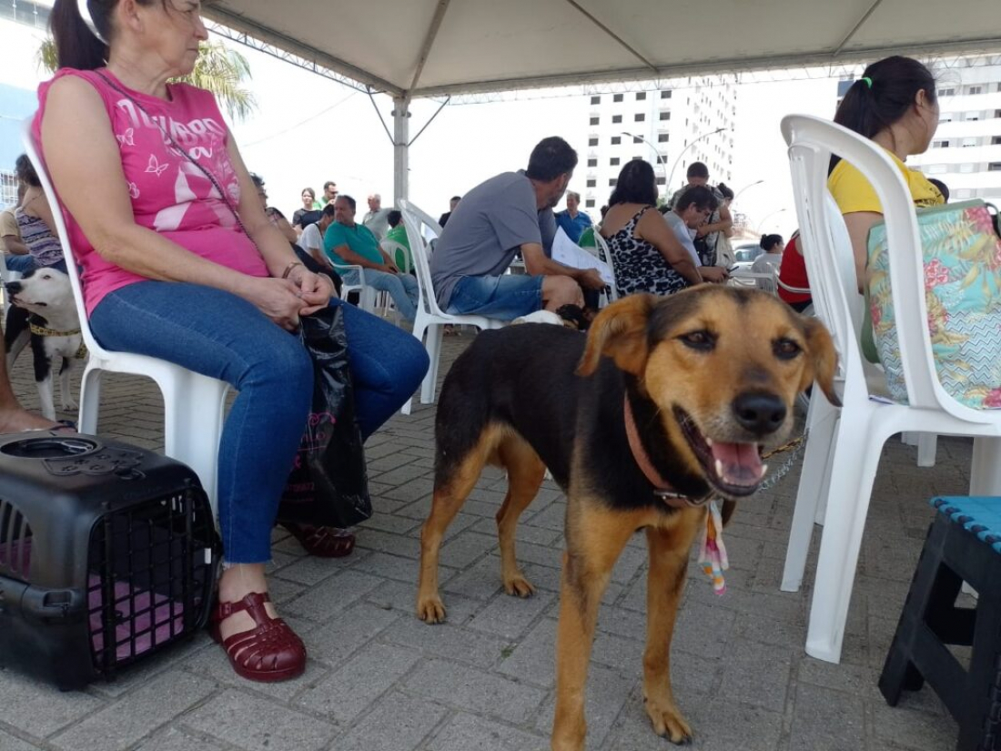 Quase 200 cães e gatos são castrados no sexto mutirão da Funat