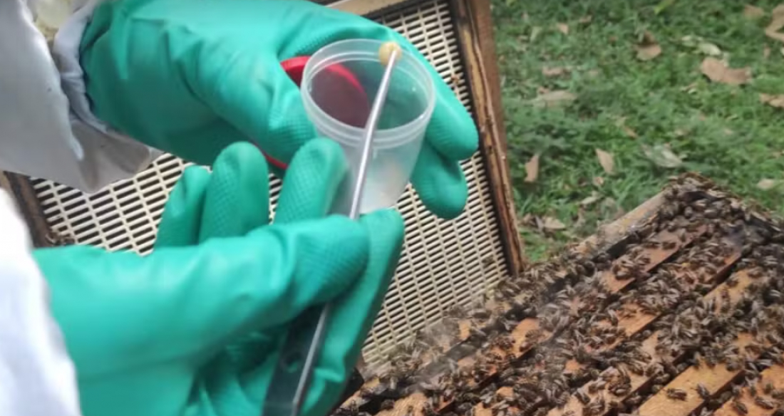 Doença causada por bactéria que afeta criação de abelhas é registrada em SC 