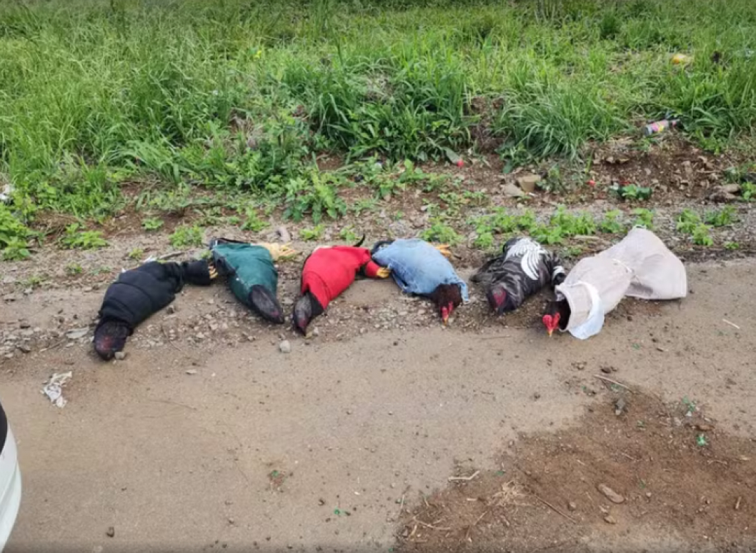 Em SC: Suspeitos de rinha de galo são detidos com aves, esporas e remédios