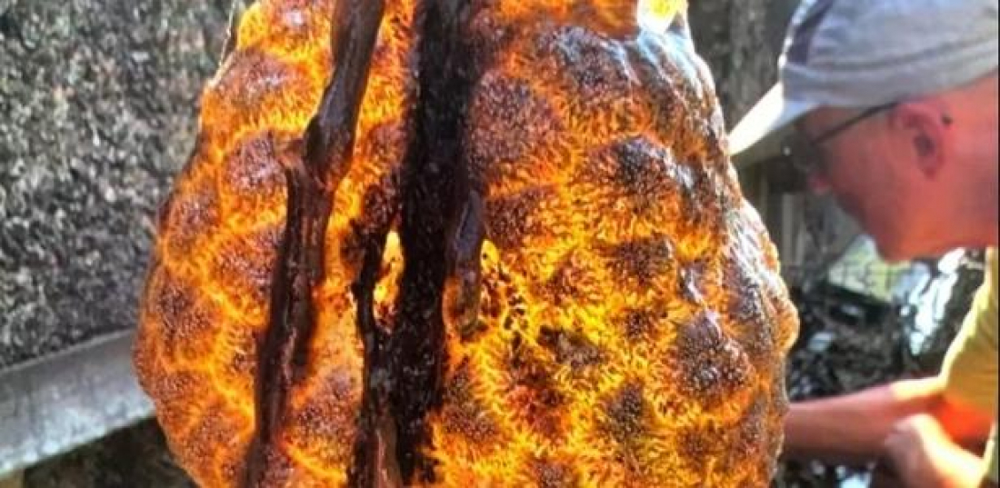 'Bolsa' laranja aparece de forma misteriosa na Holanda e chama atenção de biólogos e moradores