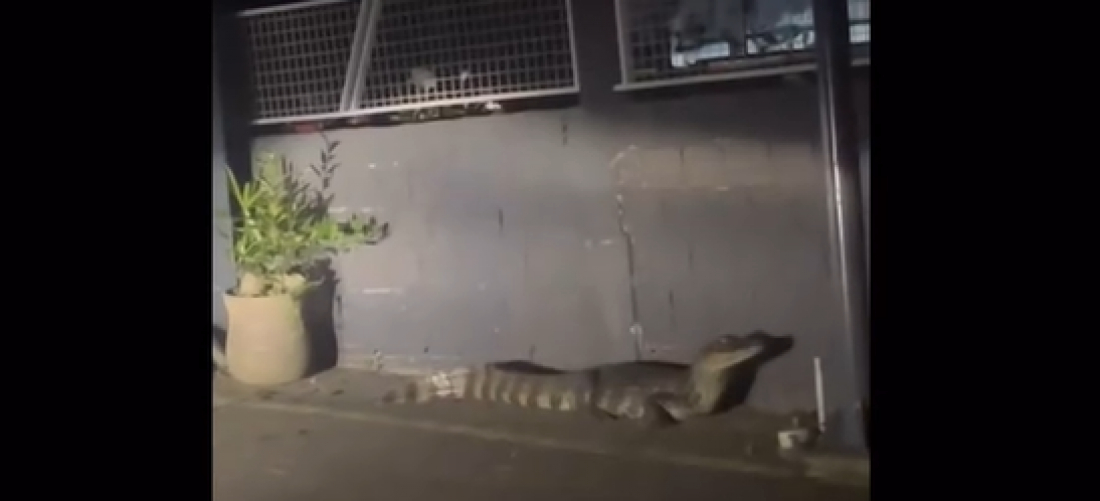 (Vídeo) Jacaré de quase três metros é resgatado próximo de residências em Tubarão