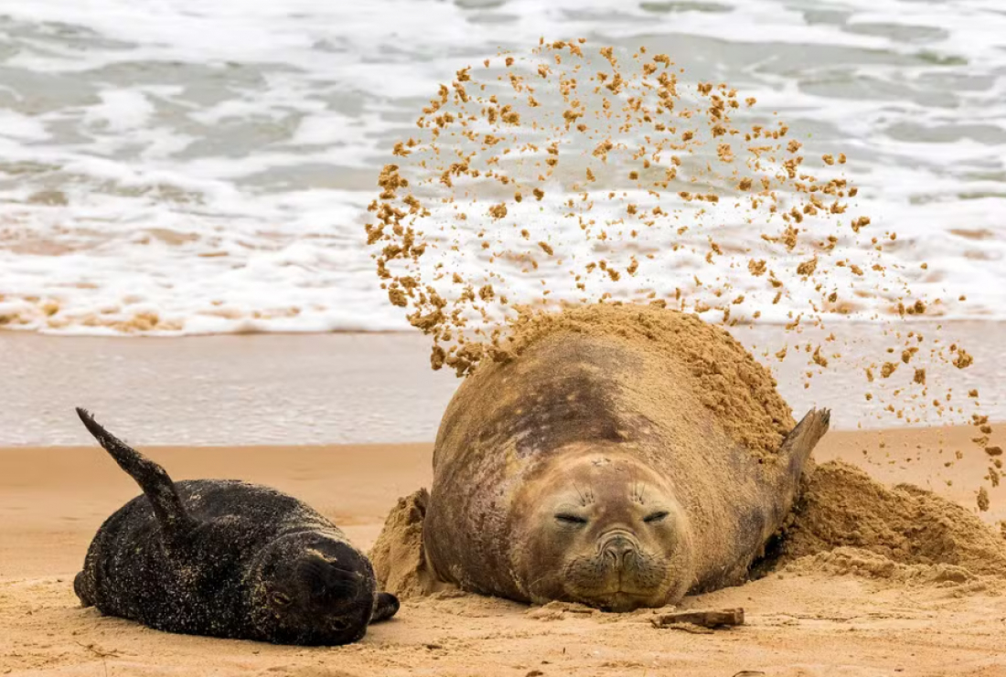​​​​​​Filhote de elefante-marinho nascido no litoral de SC é 'abandonado' pela mãe