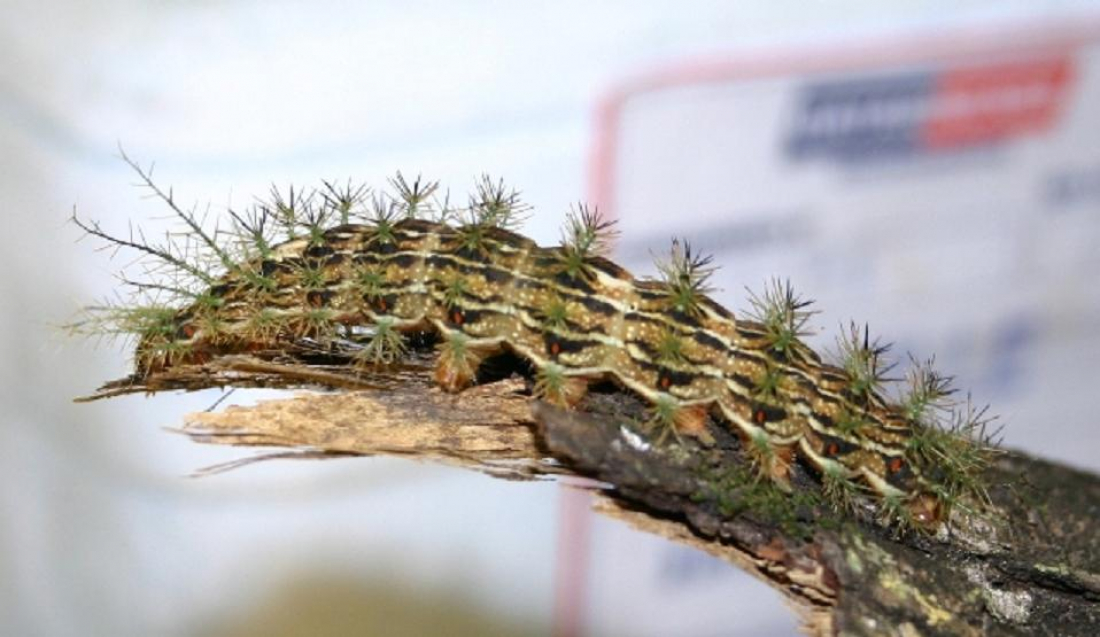 Em SC: acidentes com lagartas geram alerta sobre riscos que podem ser fatais