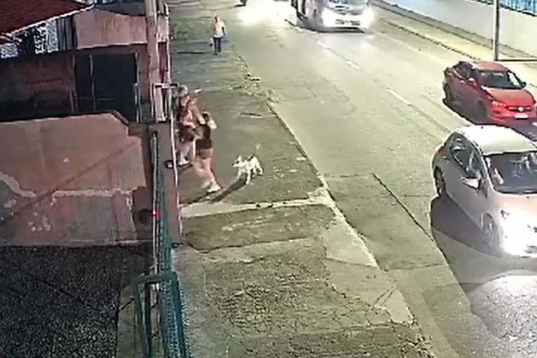 SC: Pitbull pula de carro em movimento e assusta pedestres