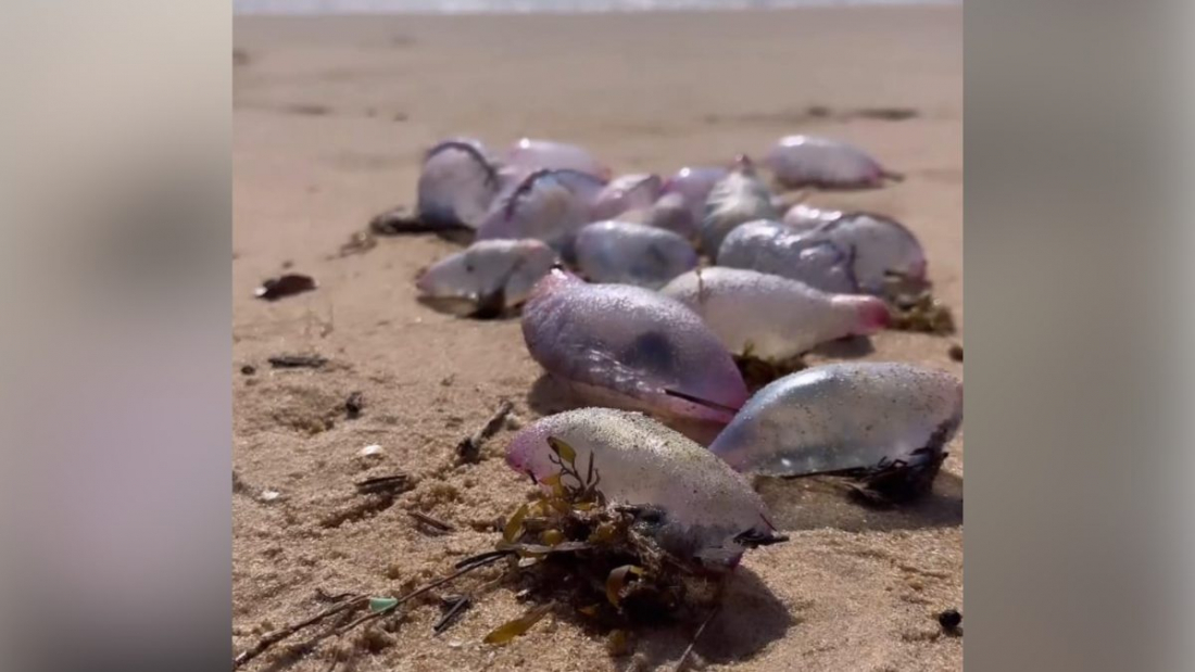 Caravelas-portuguesas surgem em praias de SC; entenda os perigos