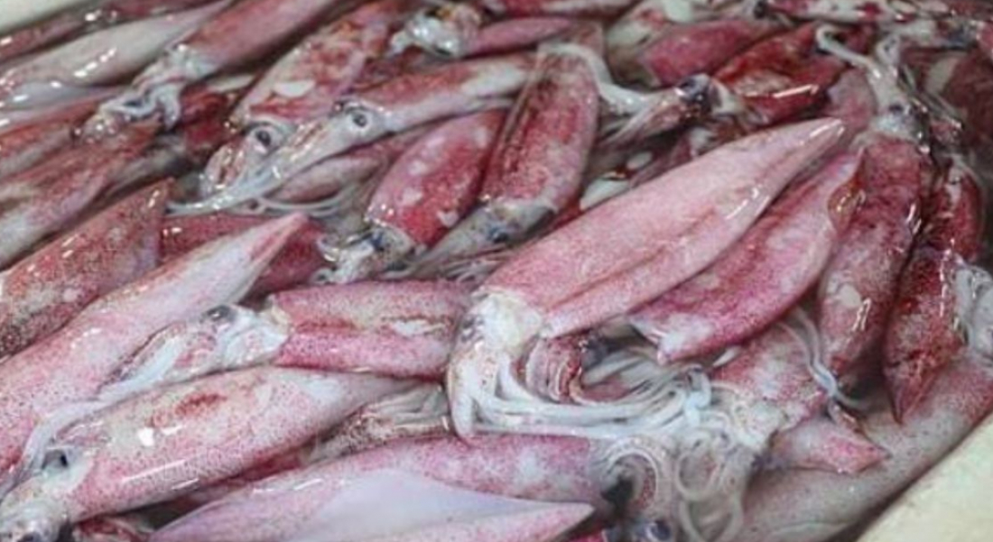 Pesca de lula com tarrafa é liberada em SC; veja detalhes das regras