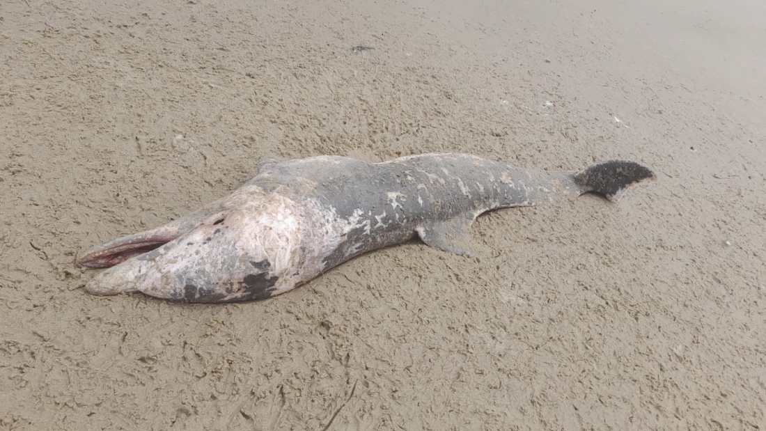 Boto é encontrado morto na praia de Campo Bom, em Jaguaruna